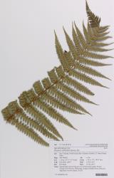 Dryopteris wallichiana. Herbarium specimen of a self-sown plant from Kerikeri, AK 374688/A, showing the apex of a deeply 1‑pinnate-pinnatifid frond.
 Image: Auckland Museum © Auckland Museum All rights reserved